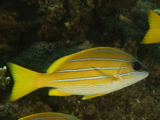 Lutjanus Kasmira